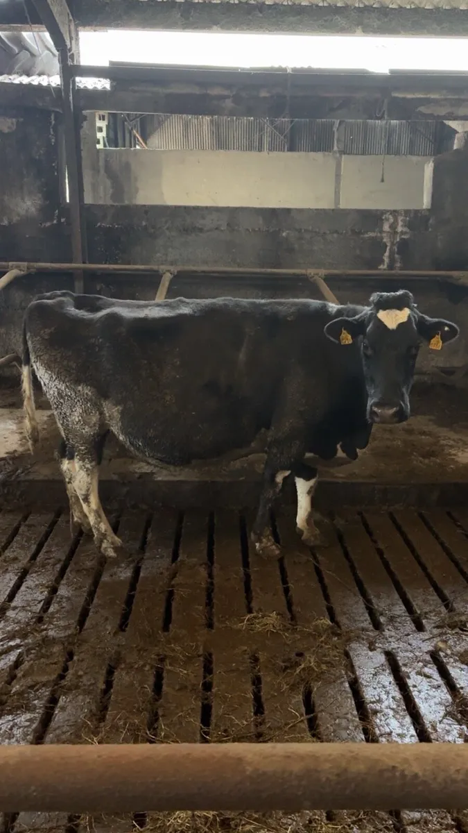 Pedigree Holstein Friesian cows - Image 3