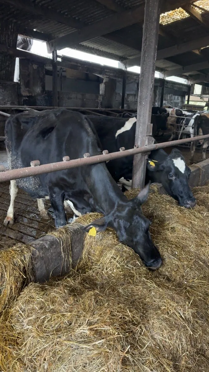 Pedigree Holstein Friesian cows - Image 4