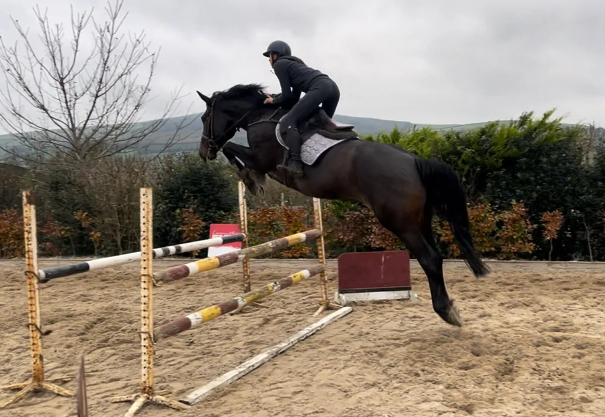 Dream all rounder/ amateur jumper - Image 1