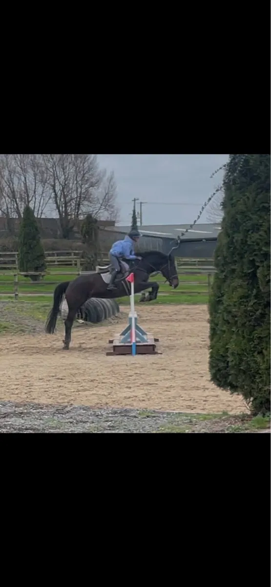 Dream all rounder/ amateur jumper - Image 3