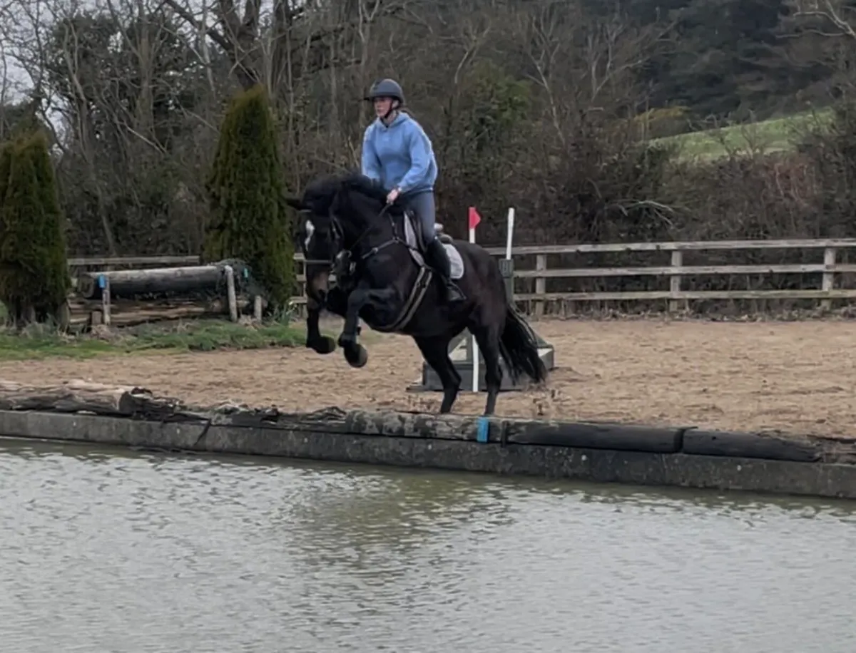 Dream all rounder/ amateur jumper - Image 4