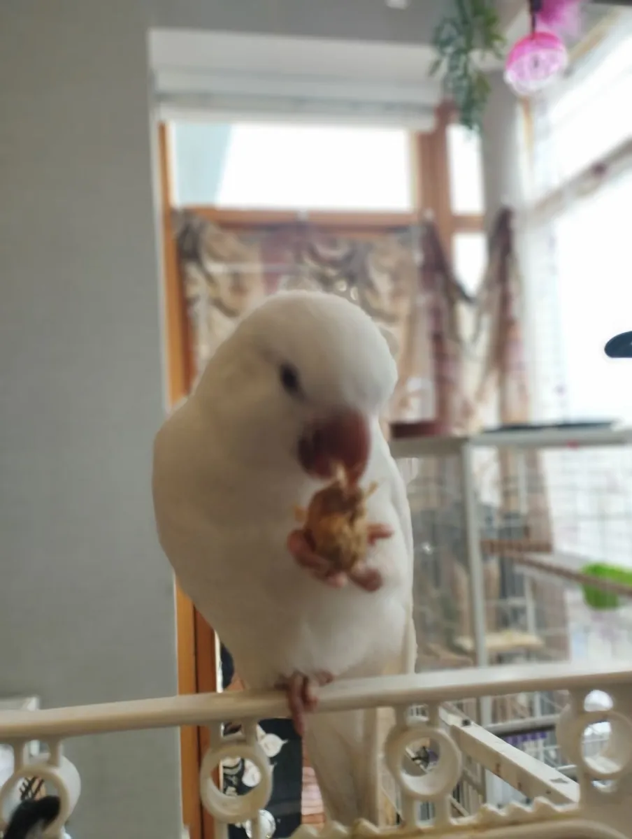 Parrots - Image 4