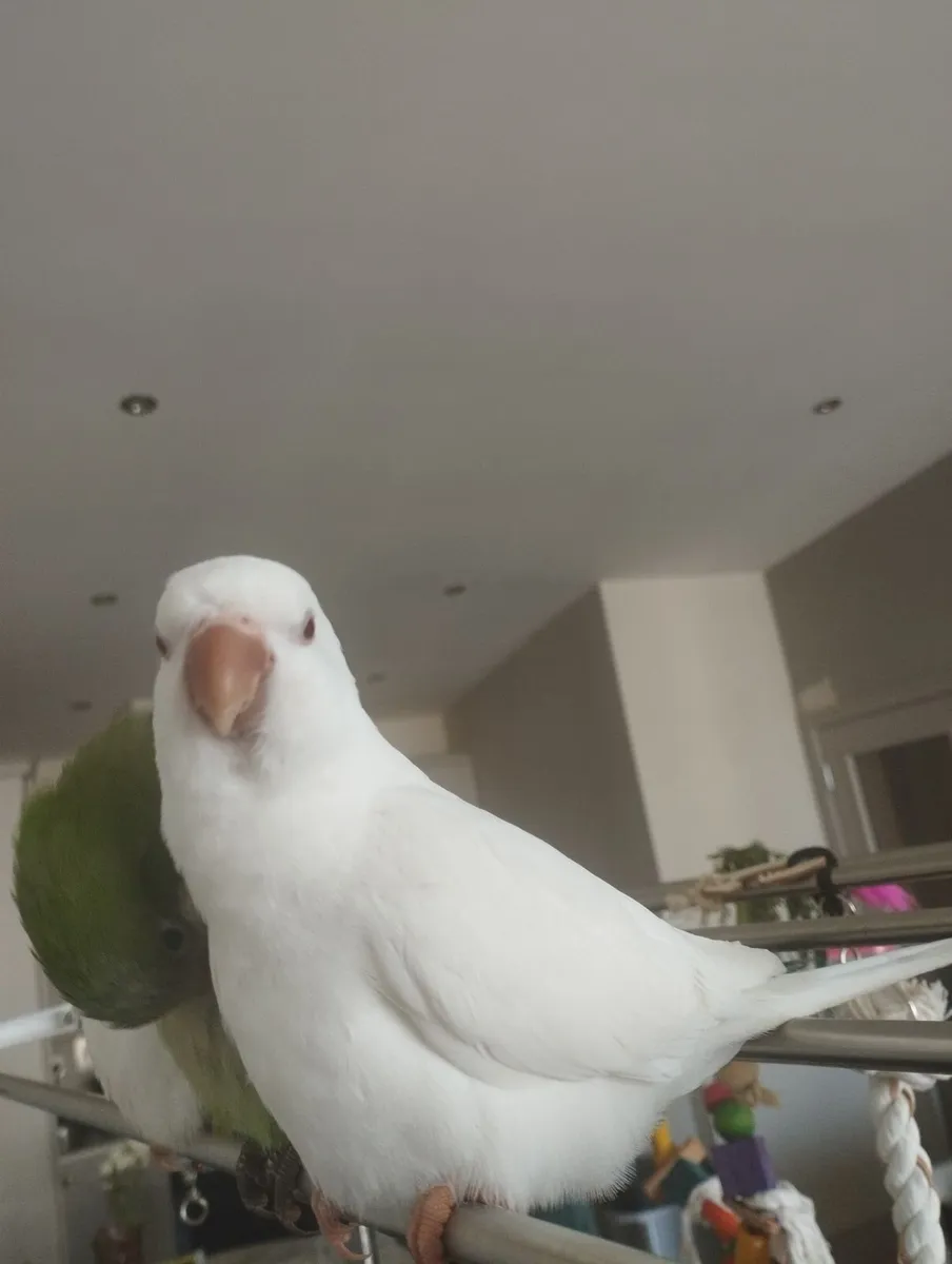 Parrots - Image 1