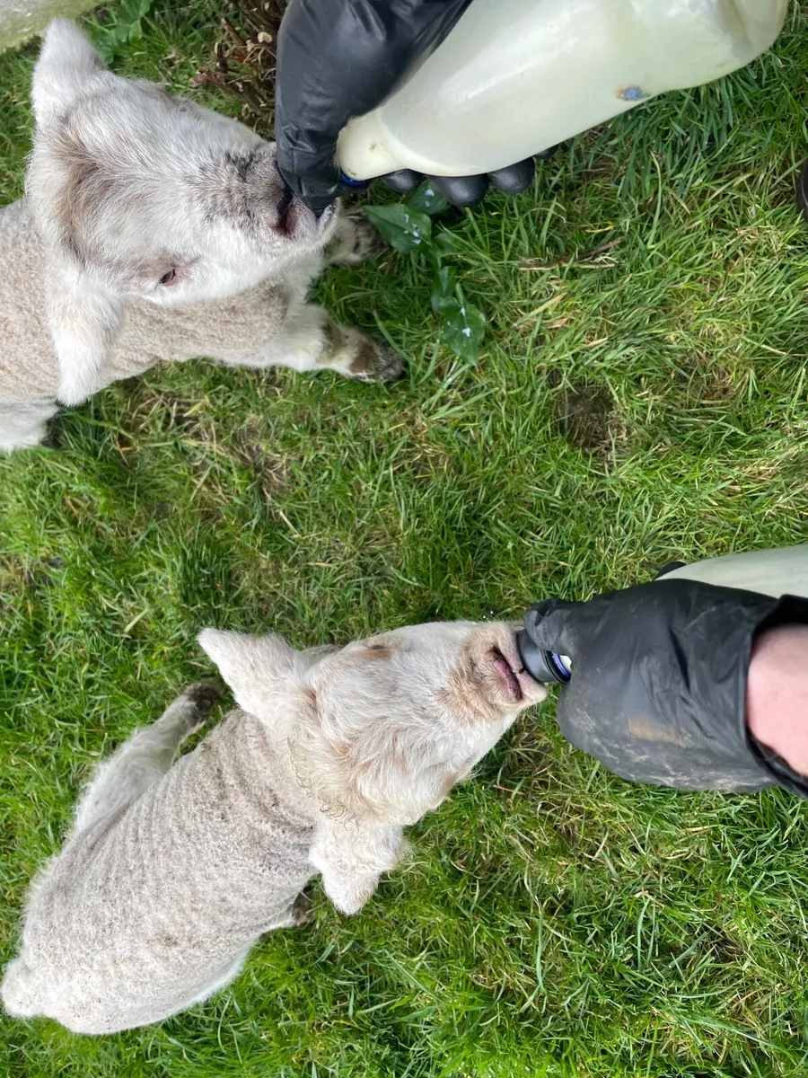 Two pet lambs €40 each - Image 2