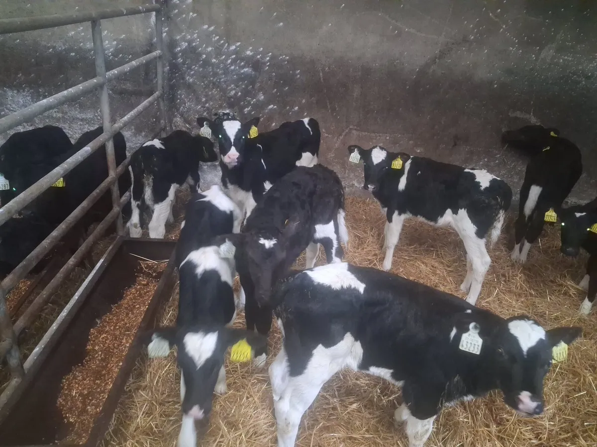 Calves - Image 1