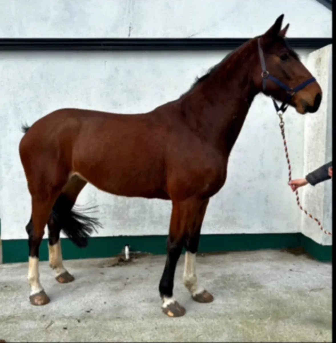 Lot 321 Goresbridge sales 5th of March - 5yo mare - Image 1