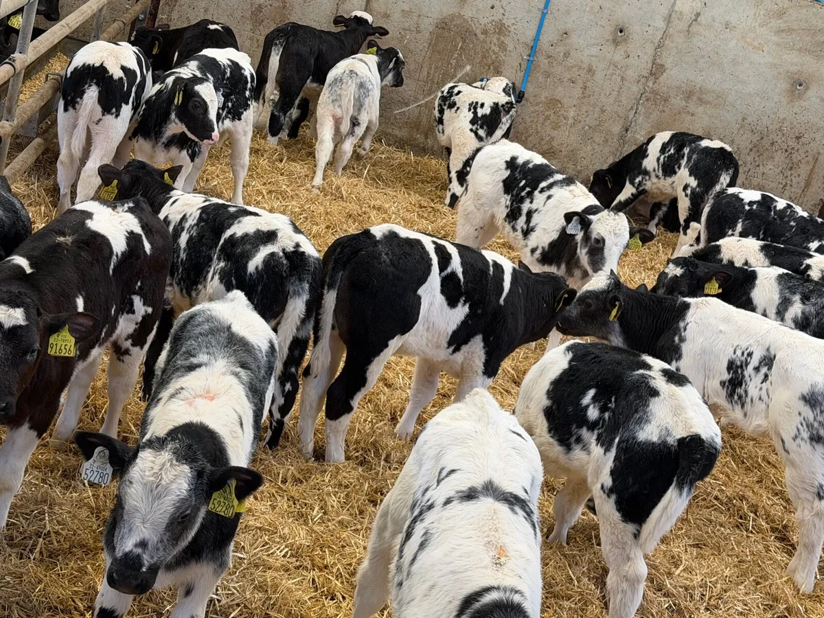 23 Off The Best Belgian Blue Heifers - Image 1