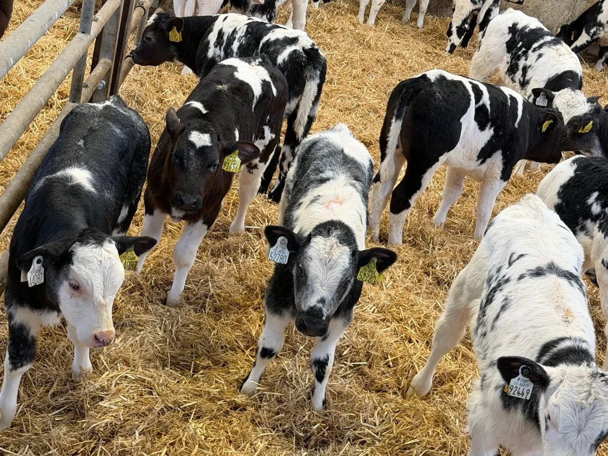 23 Off The Best Belgian Blue Heifers - Image 2