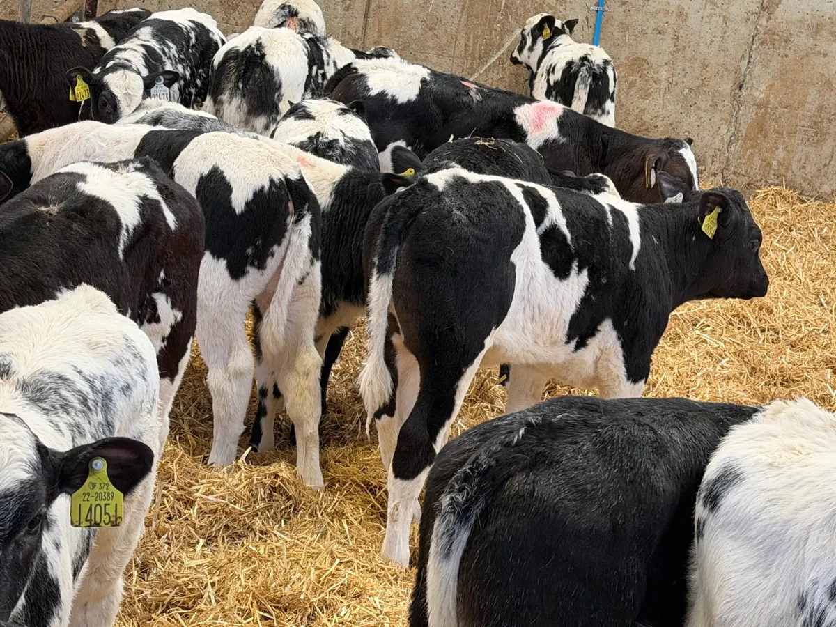 23 Off The Best Belgian Blue Heifers - Image 3