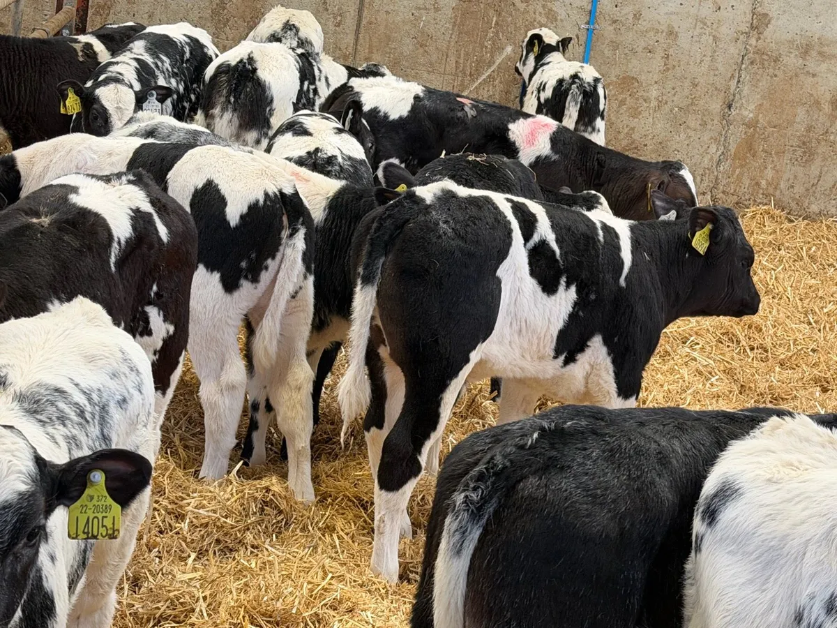 23 Off The Best Belgian Blue Heifers - Image 4