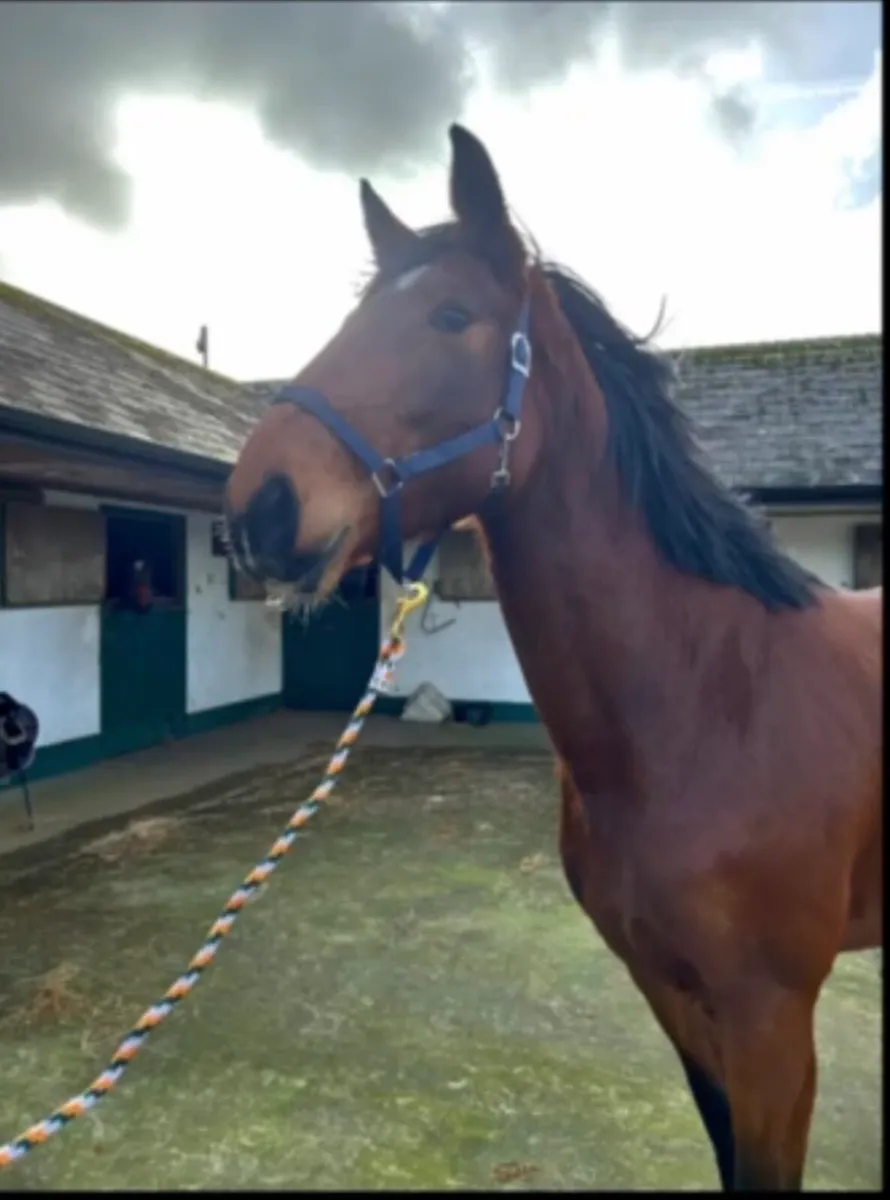 Lot 321 Goresbridge sales 5th of March - 5yo mare - Image 2