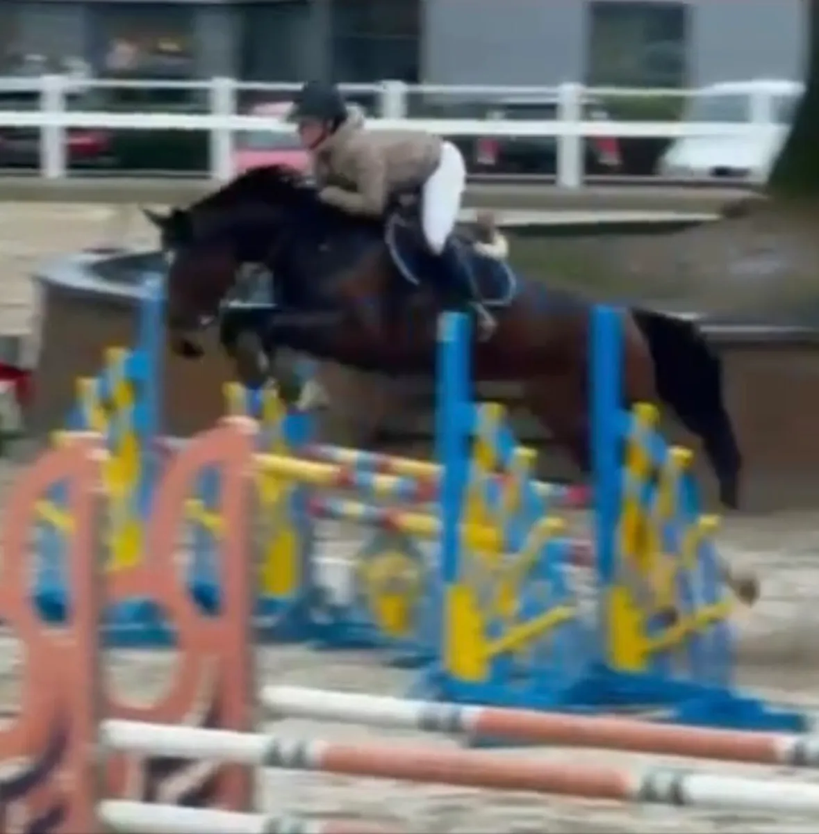 Lot 321 Goresbridge sales 5th of March - 5yo mare - Image 3