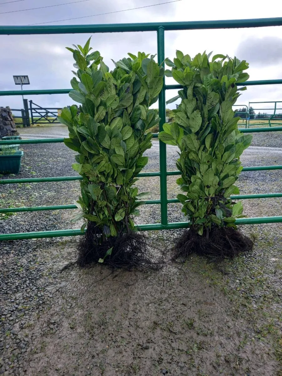 Hedging plants - Image 1