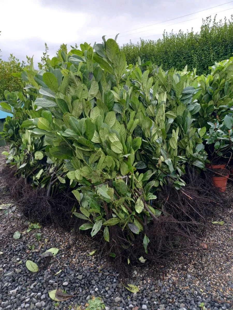 Hedging plants - Image 3