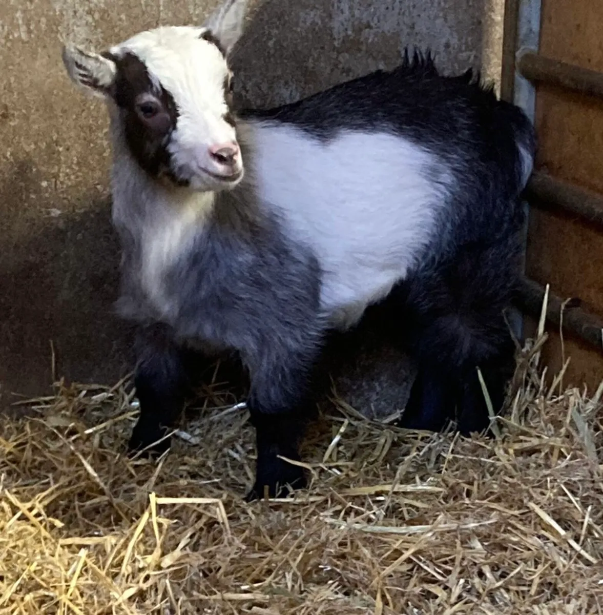 Female Pygmy Kid - Image 2