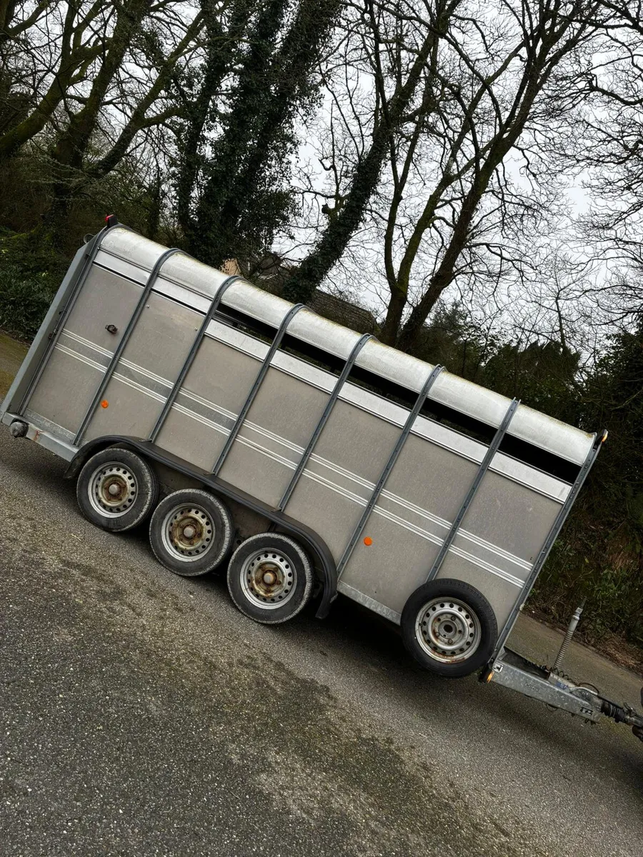 14ft ifor Williams cattle trailer - Image 2