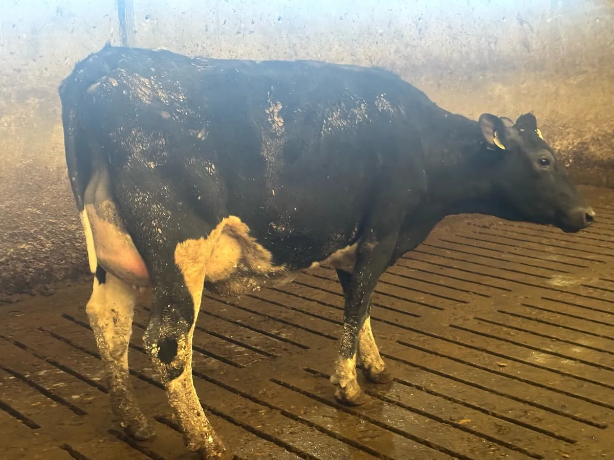 Calved pedigree heifers - Image 2