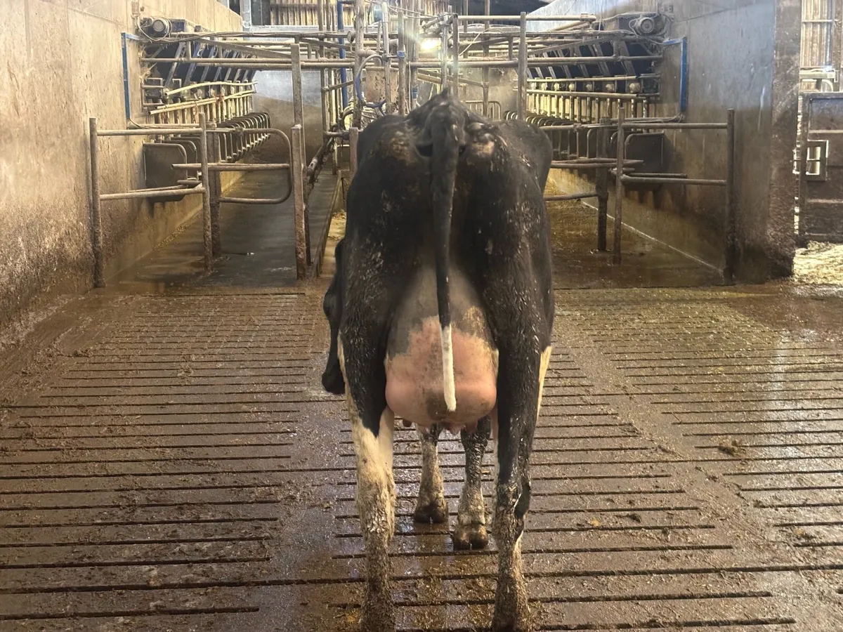 Calved pedigree heifers - Image 3