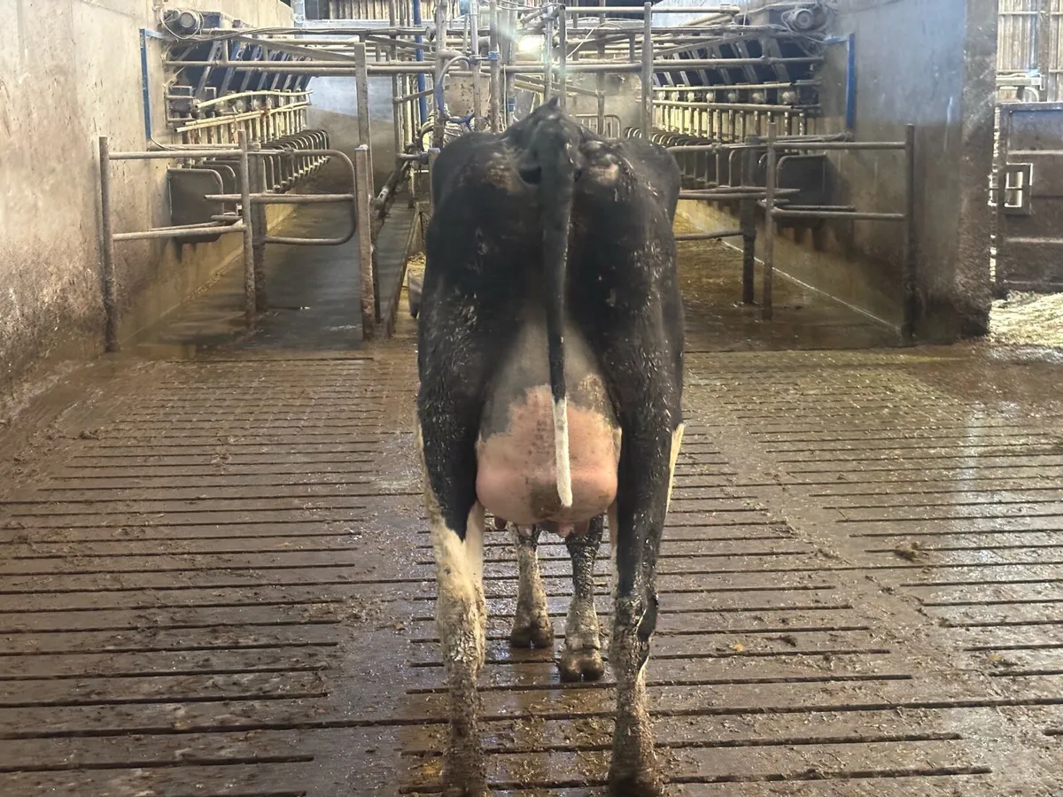 Calved pedigree heifers - Image 1