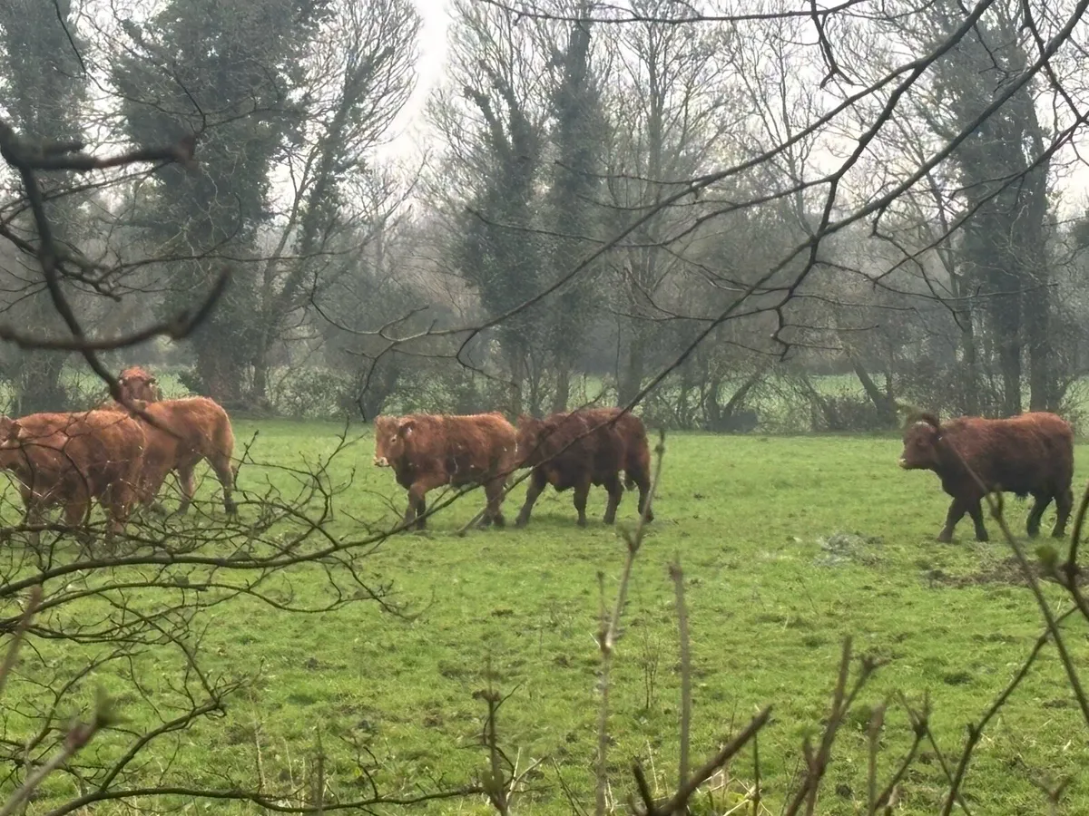 5 organic full symbol bullocks for sale - Image 2