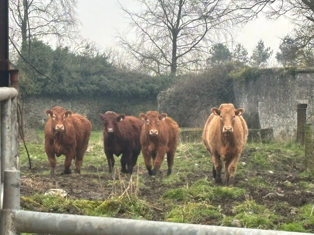 5 organic full symbol bullocks for sale - Image 3