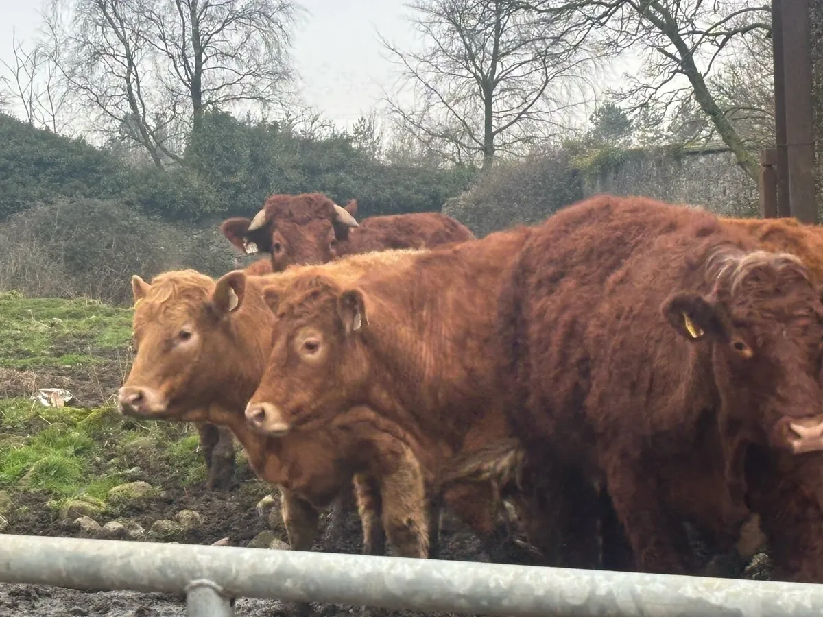 5 organic full symbol bullocks for sale - Image 4