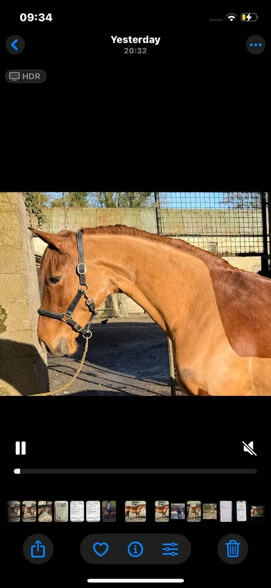 5y/o TISH Mare - Image 3