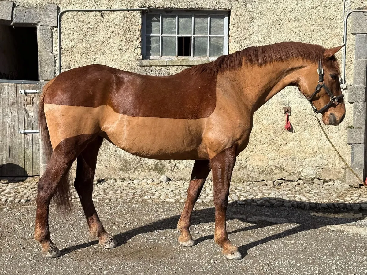 5y/o TISH Mare - Image 1
