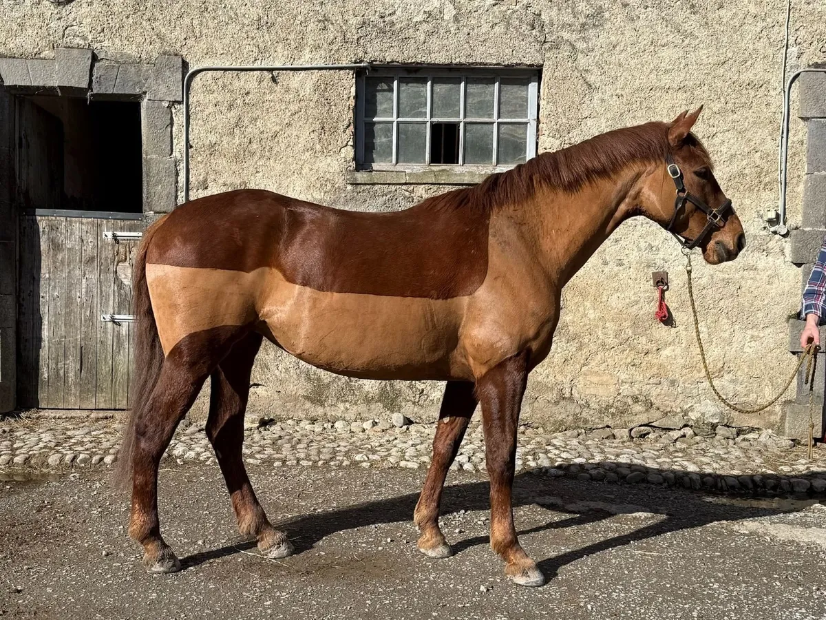 5y/o TISH Mare - Image 4