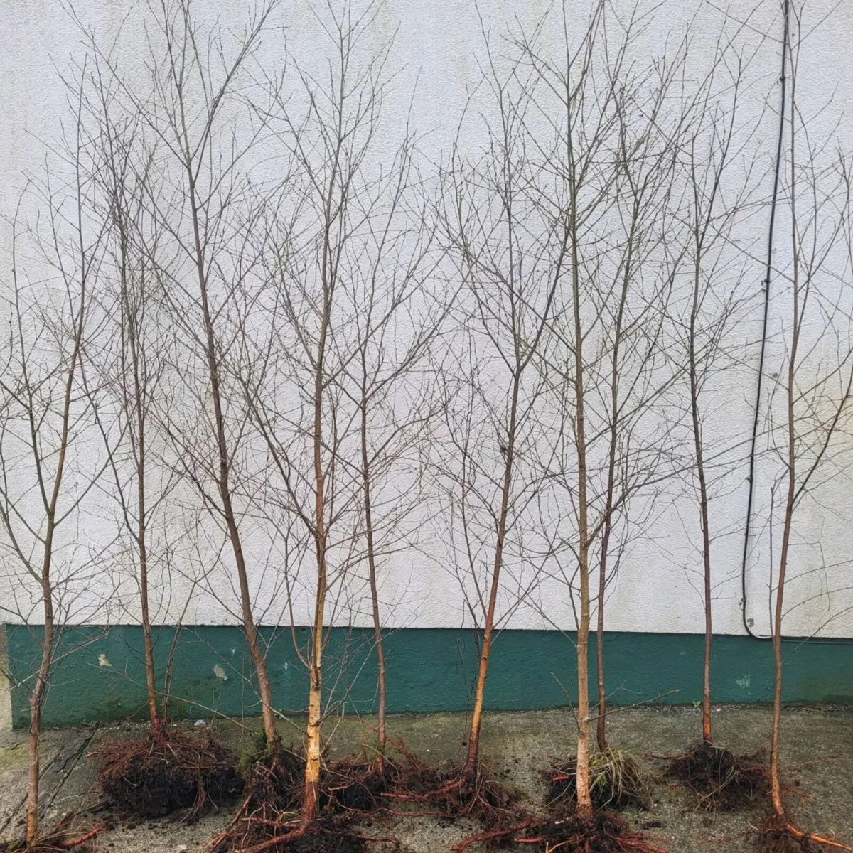 10 super 8ft silver birch trees - Image 1