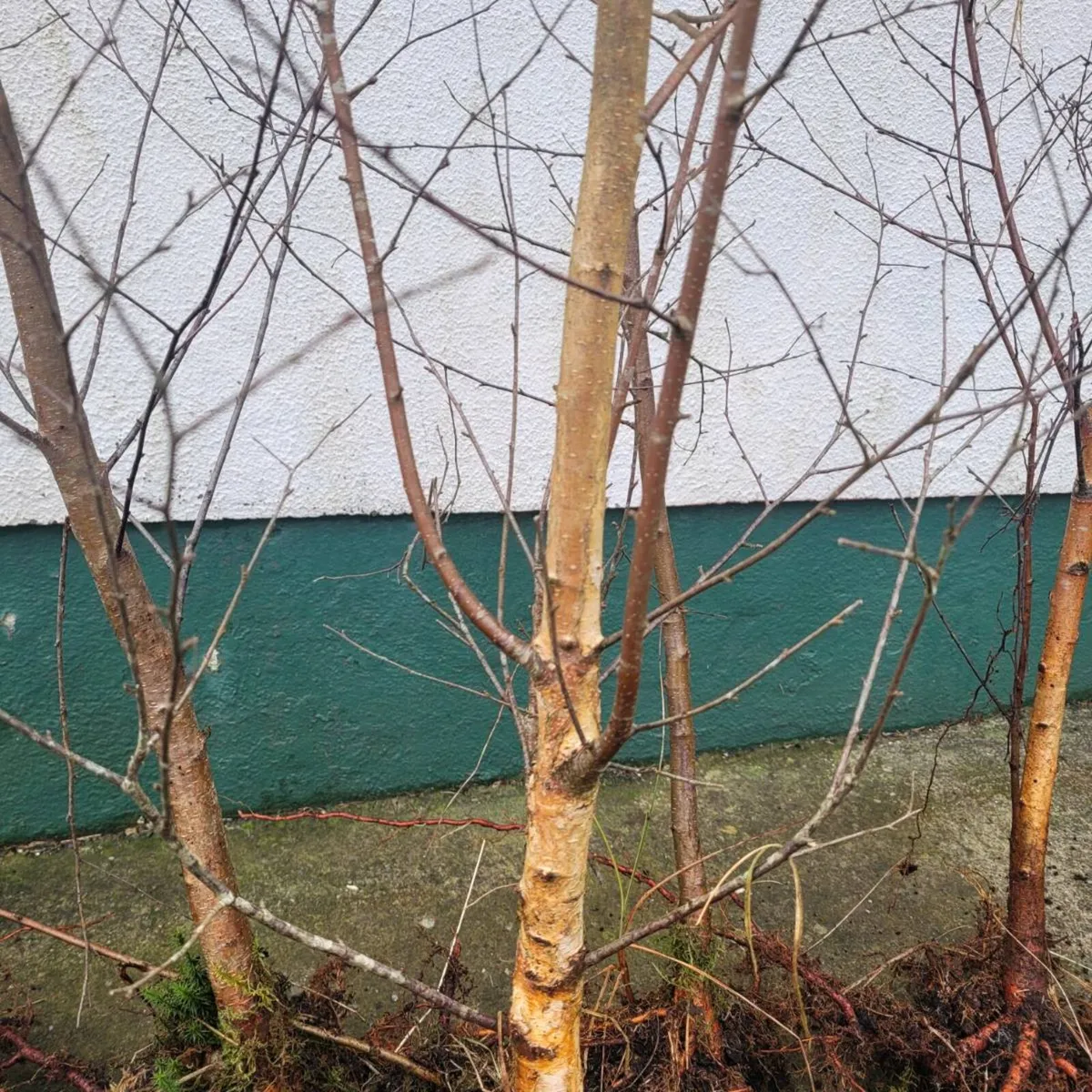 10 super 8ft silver birch trees - Image 2
