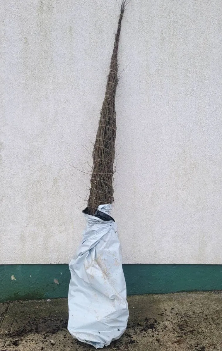 10 super 8ft silver birch trees - Image 3