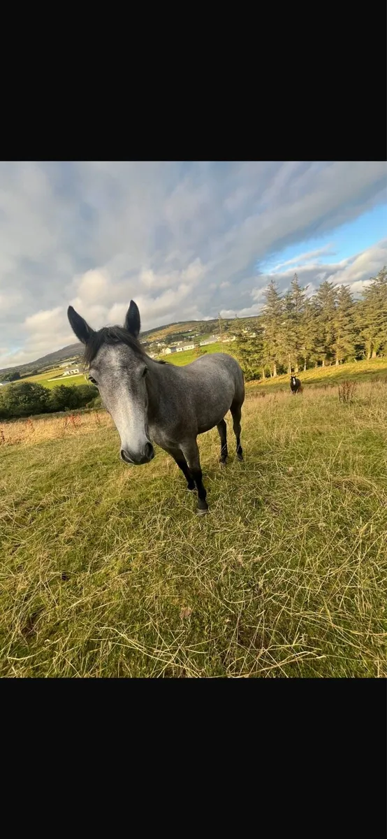 Eye Catching Rising 3 yo ⭐️ - Image 3