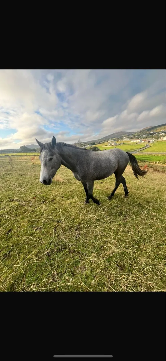 Eye Catching Rising 3 yo ⭐️ - Image 1