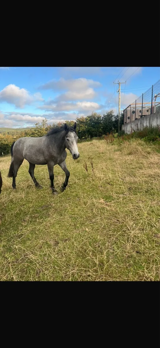 Eye Catching Rising 3 yo ⭐️ - Image 2