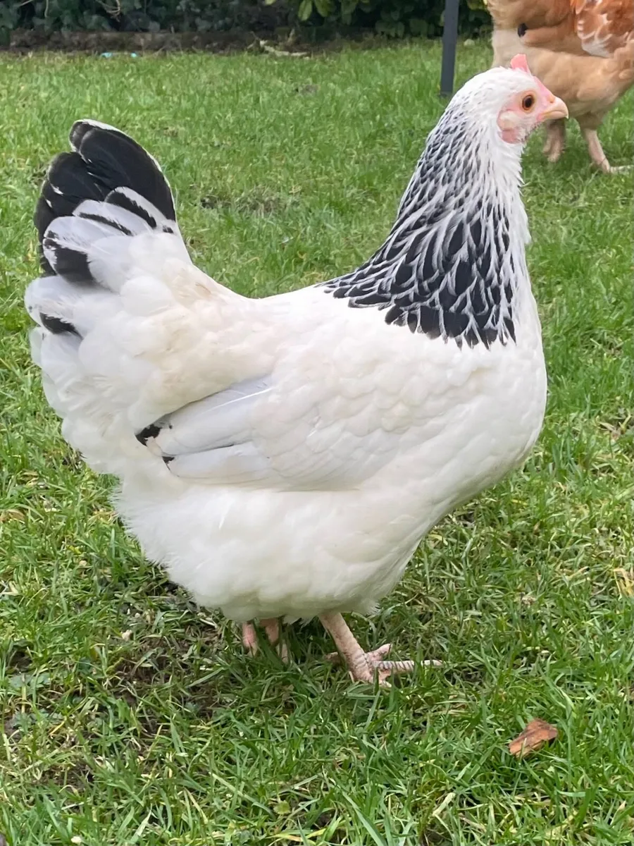 Bantam Light Susex / Buff Sussex - Image 1