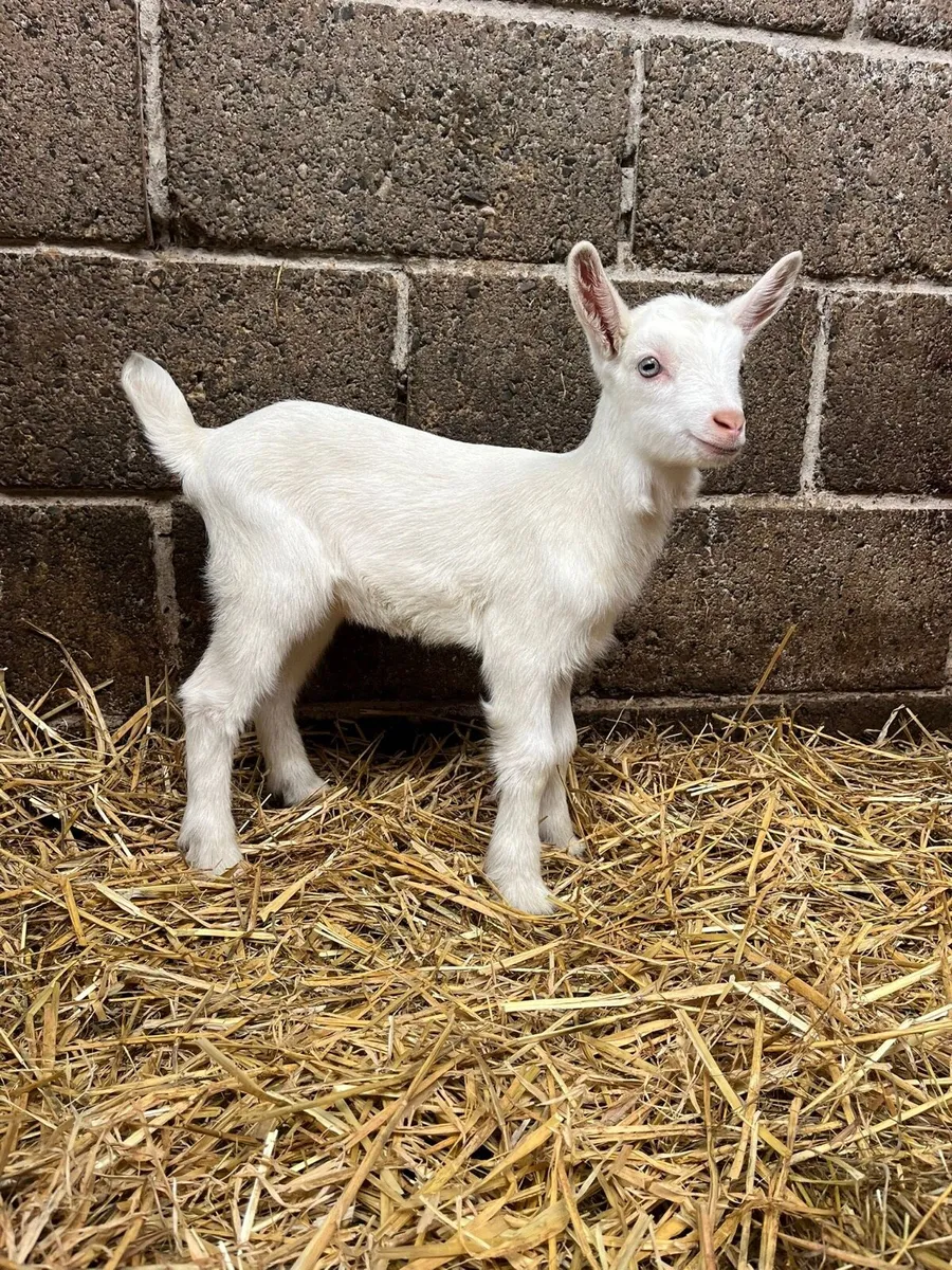 Pbnr female Saanen kid