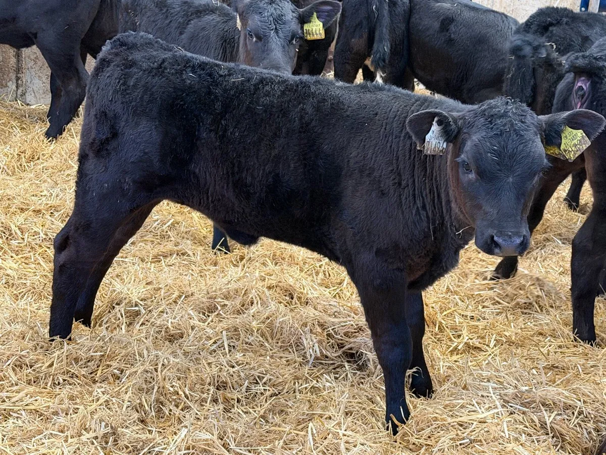 24 Weaned Aberdeen Angus Heifers - Image 3