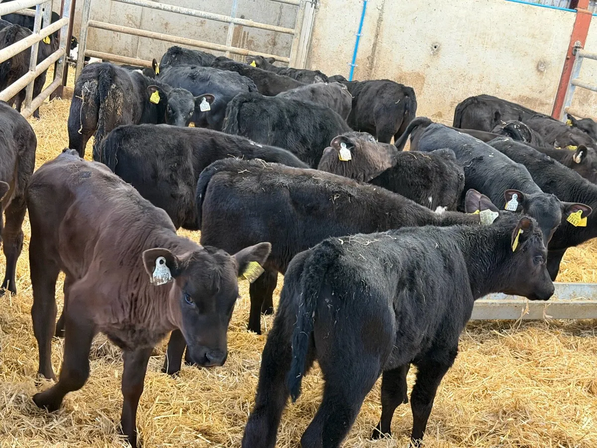 24 Weaned Aberdeen Angus Heifers - Image 4
