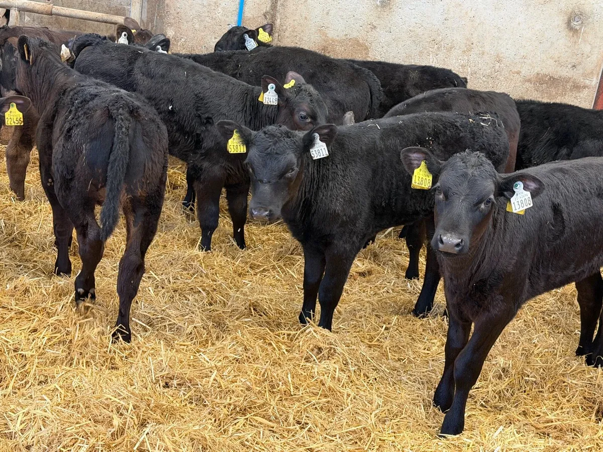 24 Weaned Aberdeen Angus Heifers - Image 1