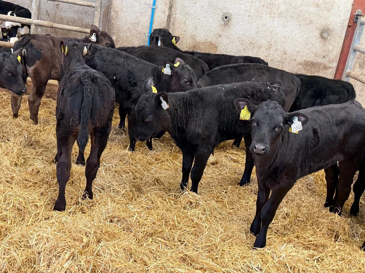 24 Weaned Aberdeen Angus Heifers - Image 2