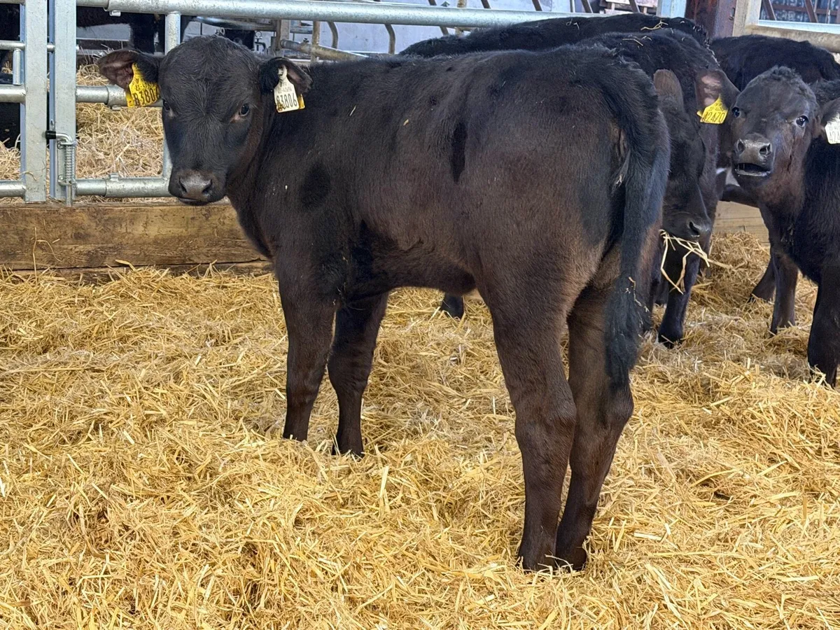 24 Weaned Aberdeen Angus Heifers - Image 1
