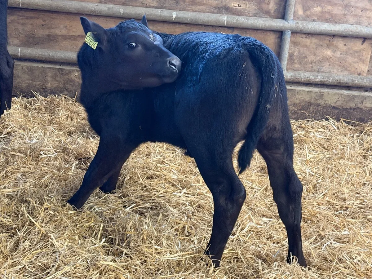 25 Strong Aberdeen Angus Once  A Day Calves - Image 1
