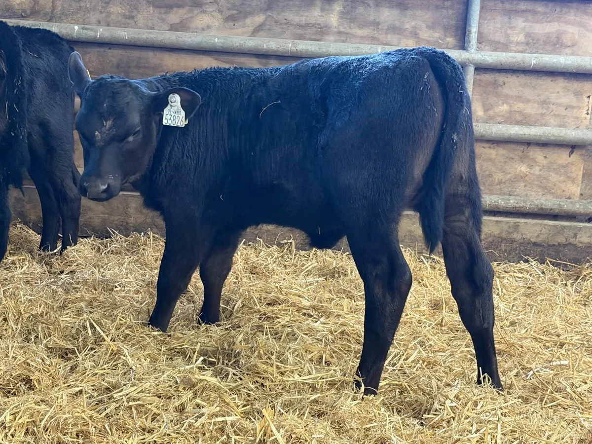 25 Strong Aberdeen Angus Once  A Day Calves - Image 2