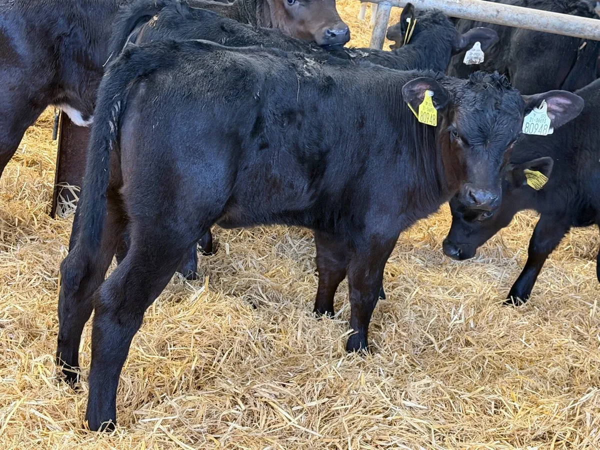 25 Strong Aberdeen Angus Once  A Day Calves - Image 3
