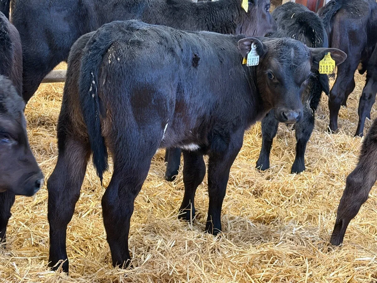 25 Strong Aberdeen Angus Once  A Day Calves - Image 4
