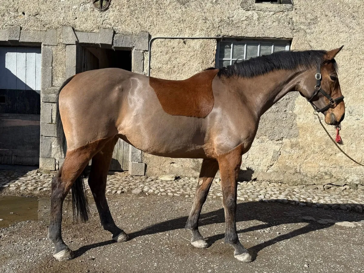 9y/o PBAR Mare - Image 3