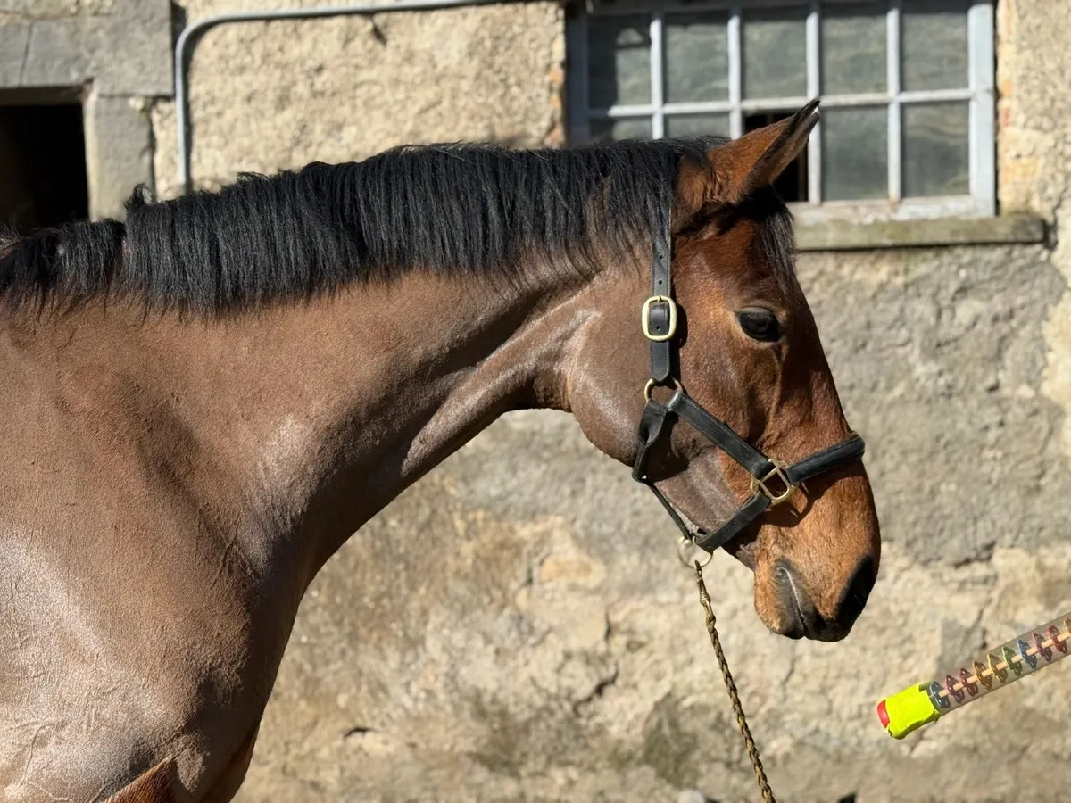 9y/o PBAR Mare - Image 4