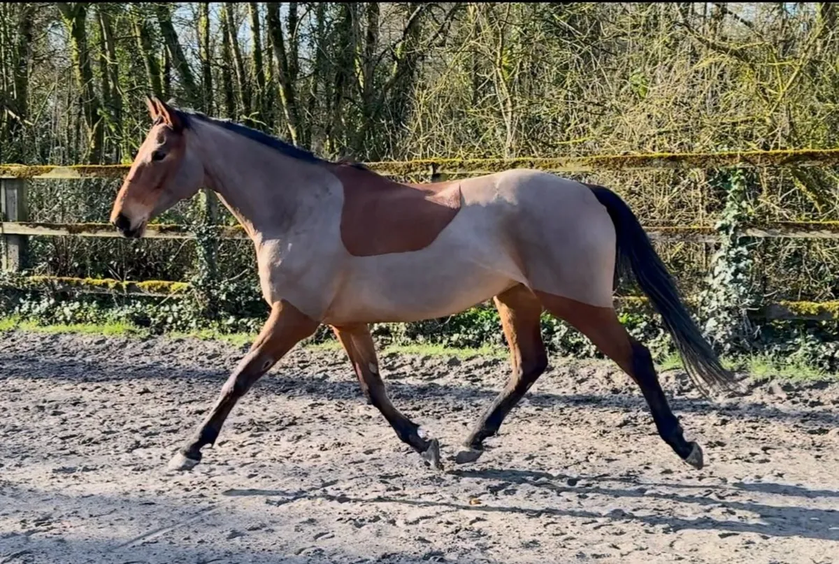 9y/o PBAR Mare - Image 1