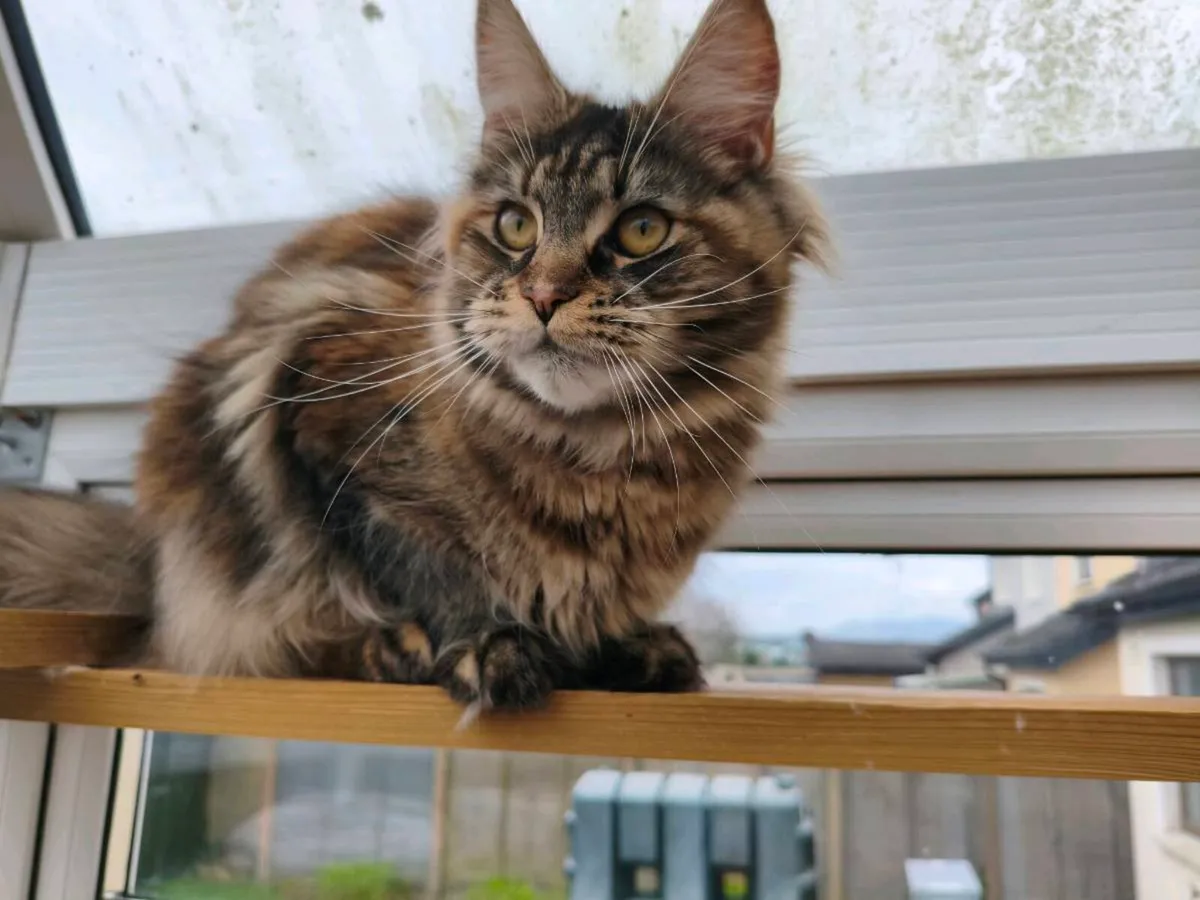 Active registered maine coon kitten - Image 2